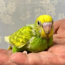尾羽根の黄色がviviっとキテます！🌻🌟セキセイインコ(スパングル2024年8月生まれ)