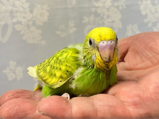 尾羽根の黄色がviviっとキテます！🌻🌟セキセイインコ(スパングル2024年8月生まれ)