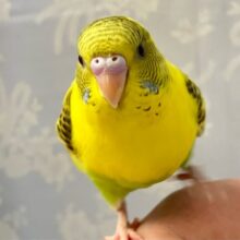 ✨最新画像✨伸び〜っとヒマワリ空高くー！🤩🌻´-セキセイインコ(イエローハルクイン2024年7月生まれ)