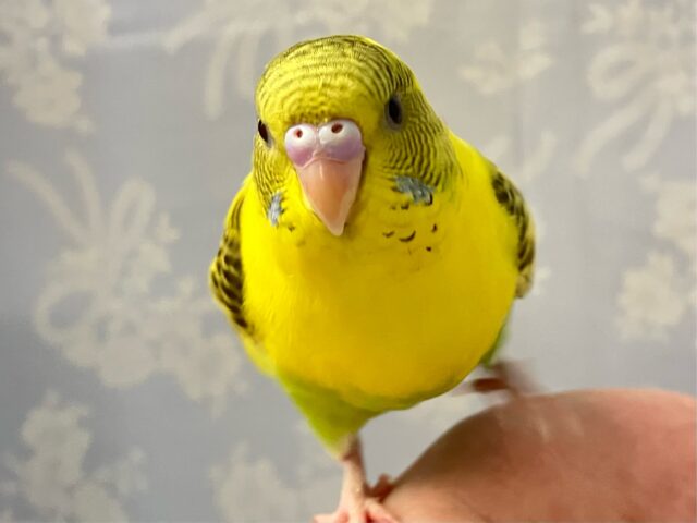 ✨最新画像✨伸び〜っとヒマワリ空高くー！🤩🌻´-セキセイインコ(イエローハルクイン2024年7月生まれ)