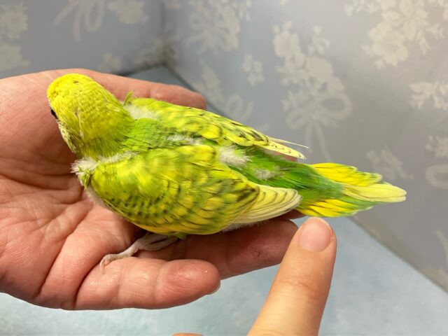 セキセイインコ