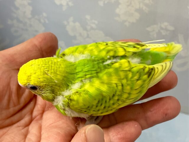 セキセイインコ