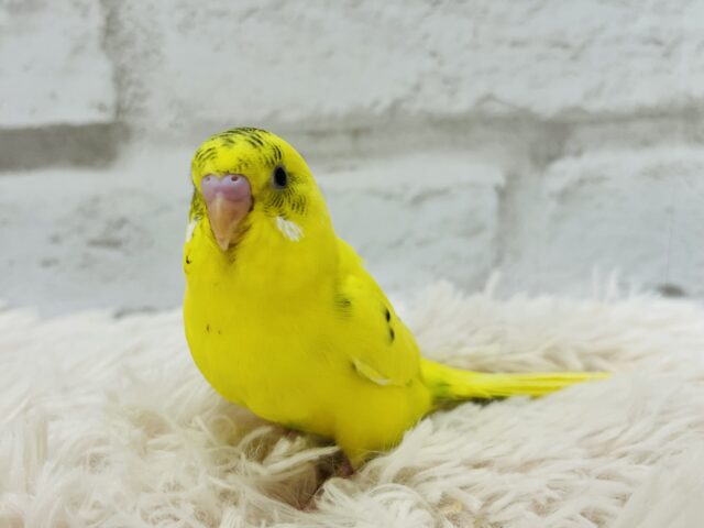 セキセイインコ