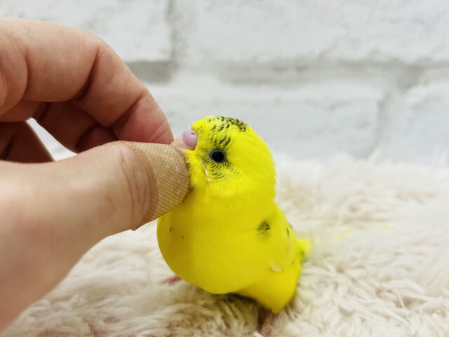 セキセイインコ