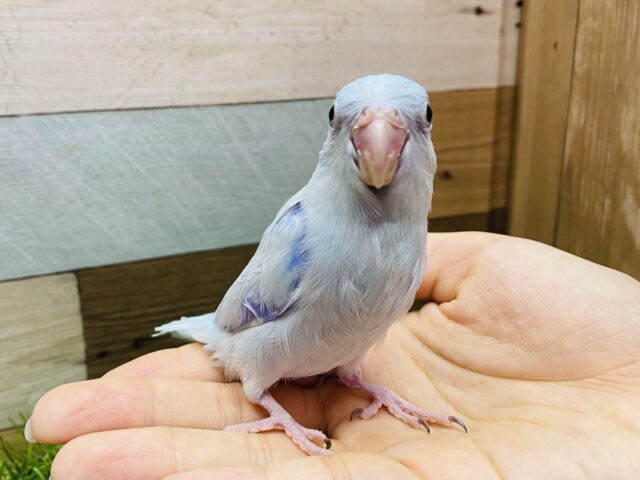 最新画像有ります❗️男の子のシルシ⭐️濃いブルーの素敵なマメルリハインコのアメリカンホワイト💙