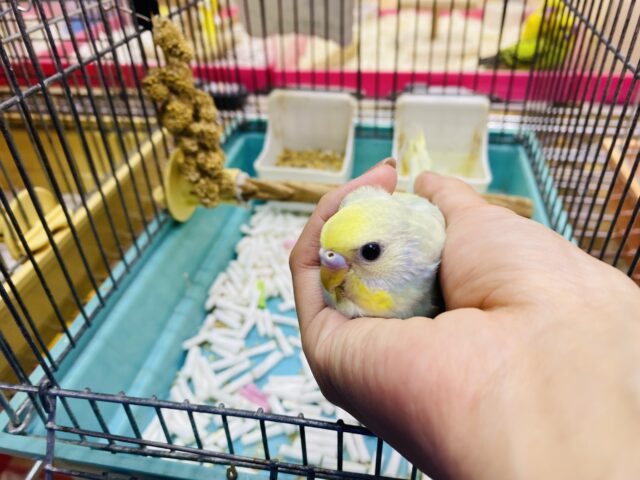 セキセイインコ