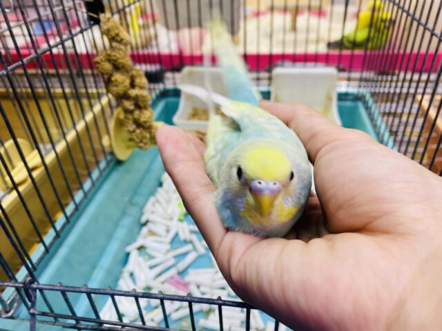 セキセイインコ