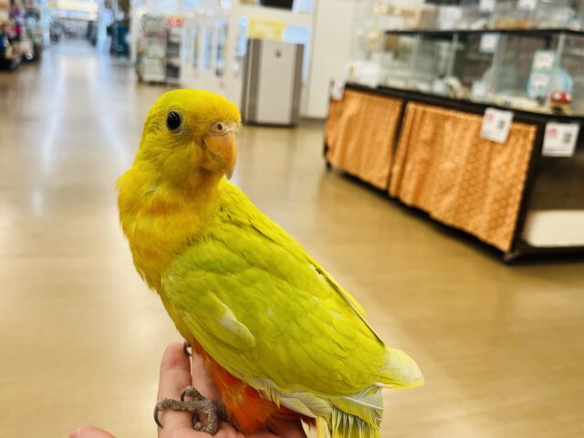 キンショウジョウインコ