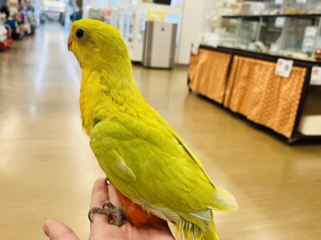 キンショウジョウインコ