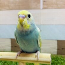 最新画像あります❣️可愛さ満点💯人気なお色の子⭐️セキセイインコのパステルカラーレインボー！！