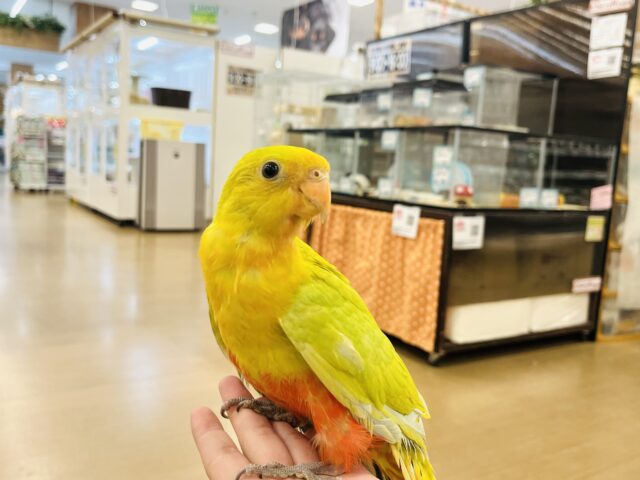 キンショウジョウインコ