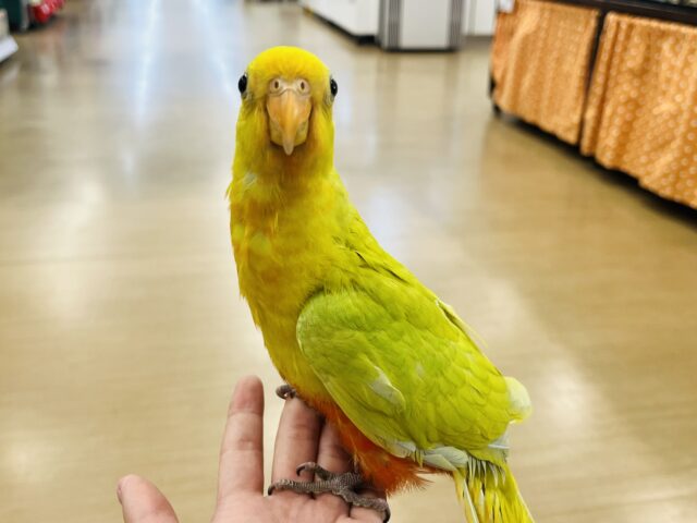 キンショウジョウインコ