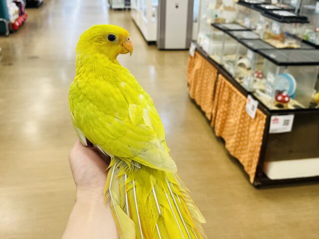 キンショウジョウインコ