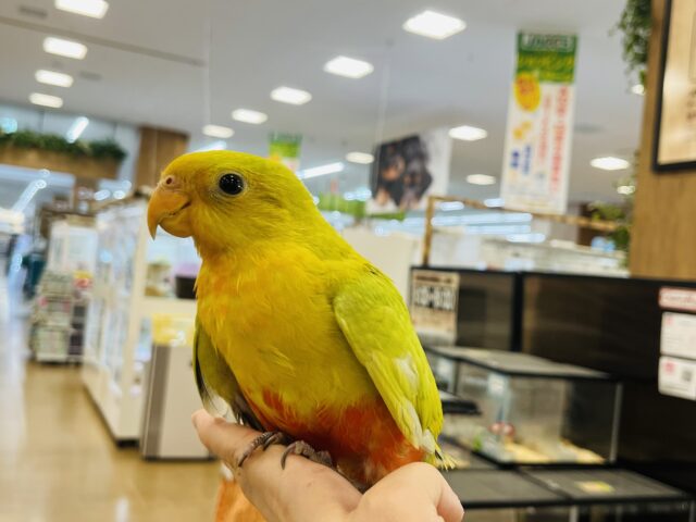 キンショウジョウインコ