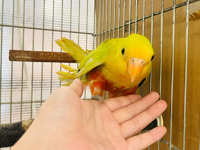 キンショウジョウインコ