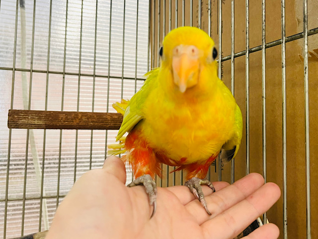 キンショウジョウインコ