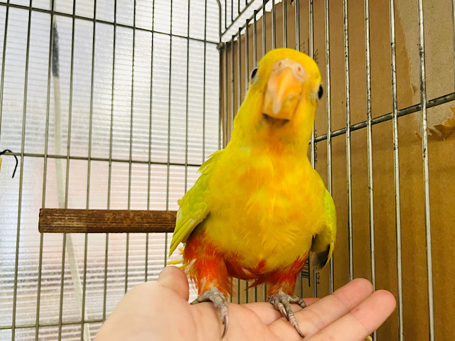 キンショウジョウインコ