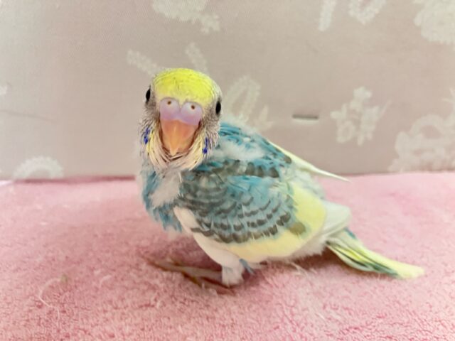 セキセイインコ