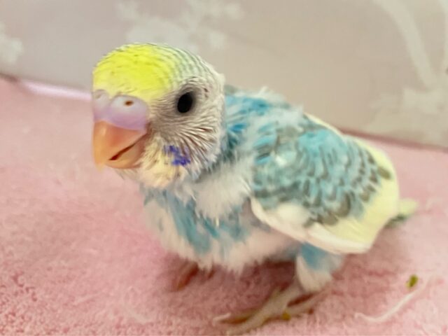 セキセイインコ