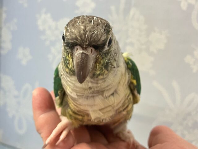 ワキコガネウロコインコ