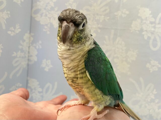 ワキコガネウロコインコ