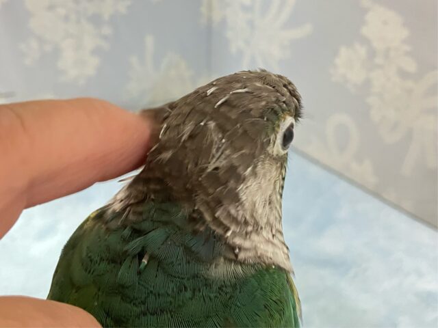 ワキコガネウロコインコ