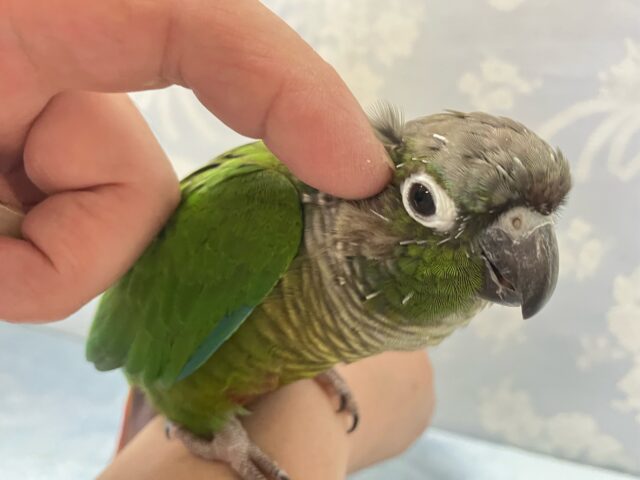 ホオミドリウロコインコ