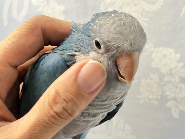 オキナインコ