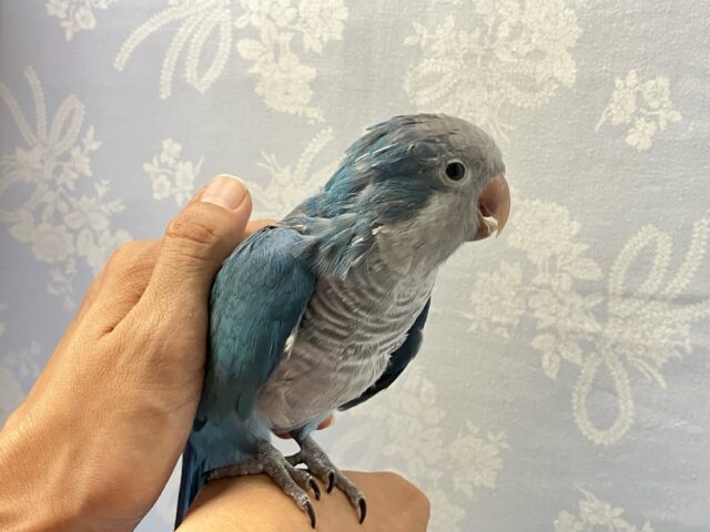 オキナインコ