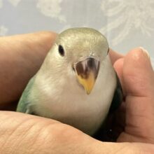 ✨️最新画像✨️深海へダイ『美』ングターコイズ！🌊💚 ̖́-コザクラインコ (ブルーチェリー) 2024年6月生まれ