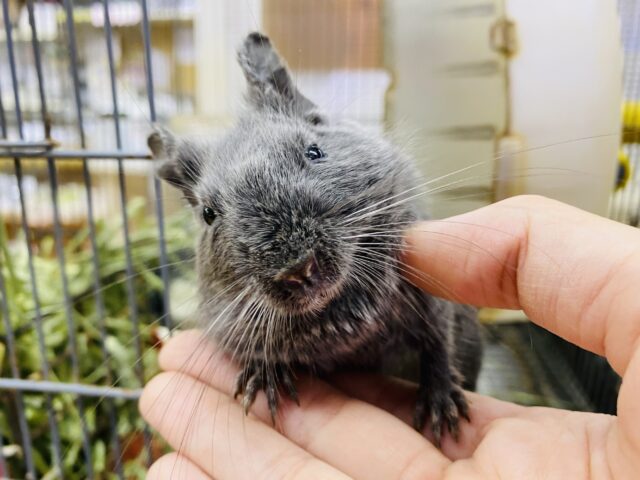 最新画像有ります❗️カキカキ大好きな元気っ子☆デグーのディープブルー！！