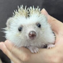 トゲトゲもっちぃ〜🦔⸒⸒ヨツユビハリネズミ(シナモン 男の子2024年2月生まれ)