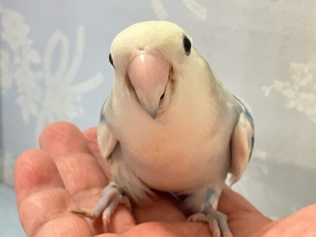 薄い藍色💙コザクラインコ(ターコイズパイド) 2023年1月生まれ