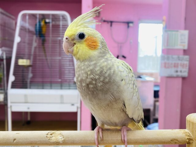 最新画像有ります⭐️ニコッとスマイルなキューティーちゃん💕オカメインコのシナモンパール！！