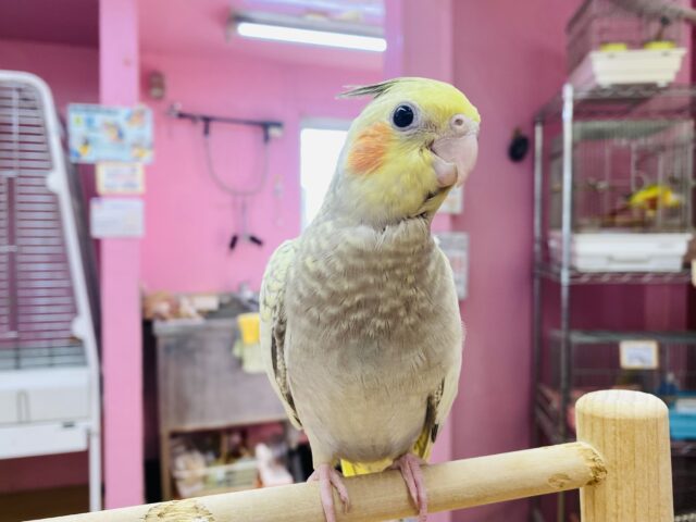 オカメインコ