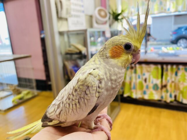 オカメインコ