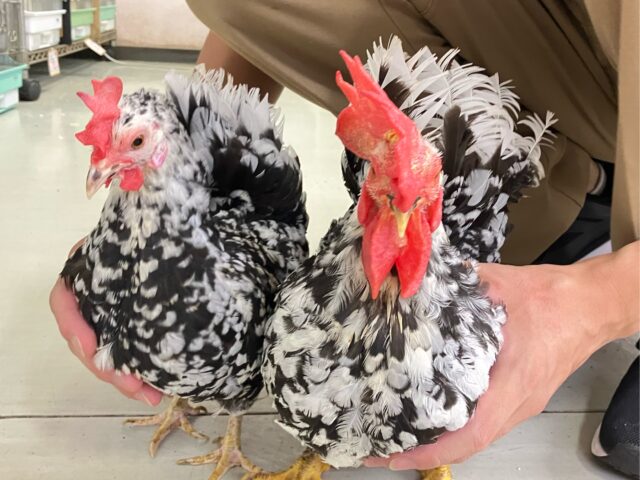 コッコッこんなにもっちもち🐔💕ゴイシチャボ(2023年5月生まれ)