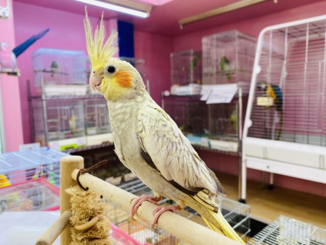 オカメインコ