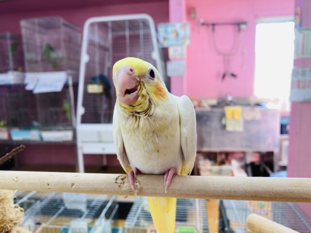 オカメインコ