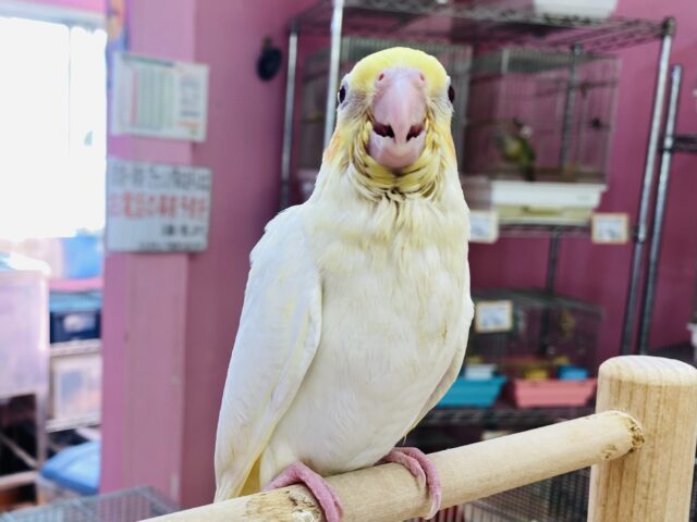 オカメインコ