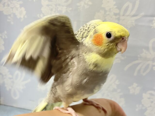 オカメインコ