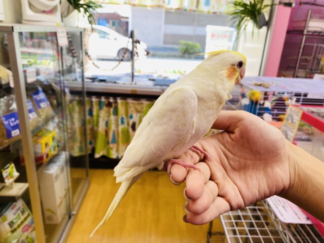 オカメインコ