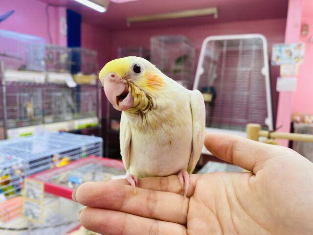 オカメインコ