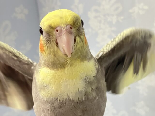 オカメインコ