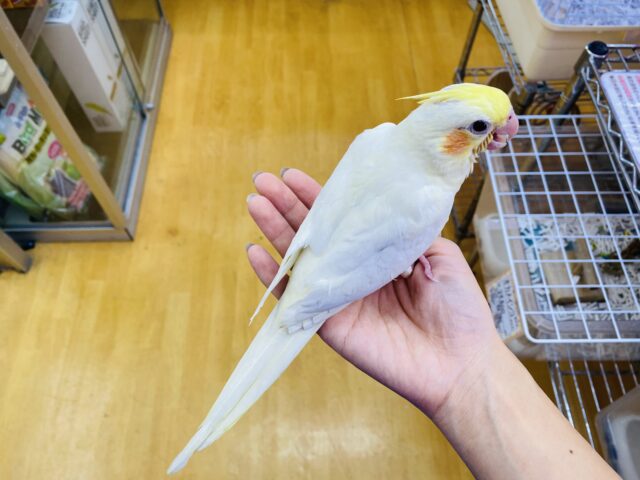 オカメインコ