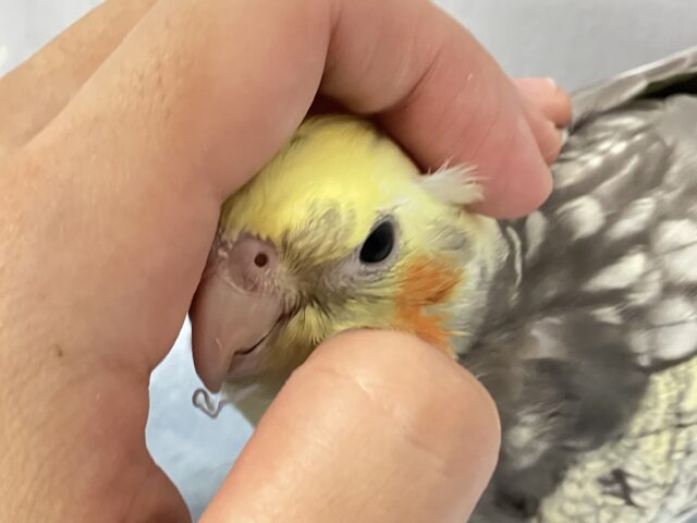 ✨️最新画像✨華やかパールたんですっ💐‪‪❤︎‬✨️オカメインコ(パール2024年5月生まれ)