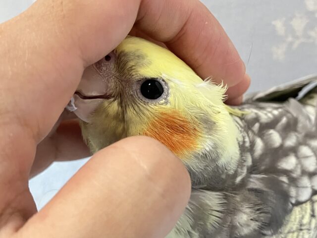 オカメインコ