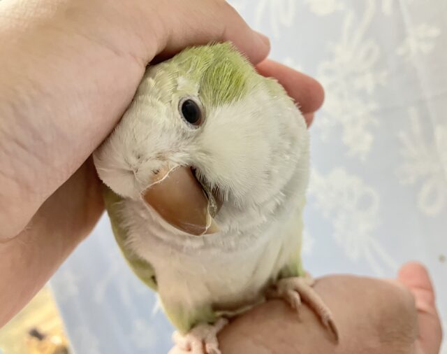 オキナインコ