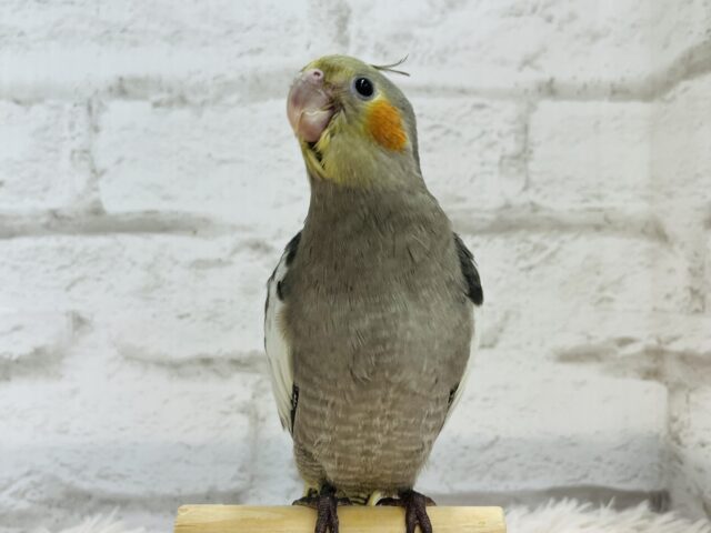 オカメインコ