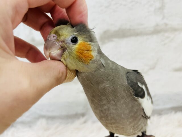 オカメインコ